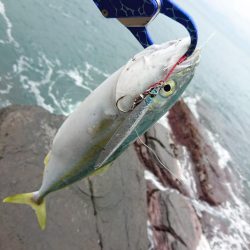 小さくても青物