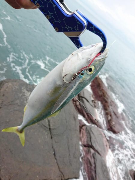 小さくても青物