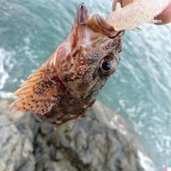 ロックフィッシュ