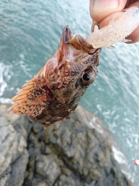 ロックフィッシュ