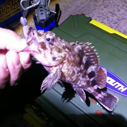 タチウオ沢山で渋かったアジング