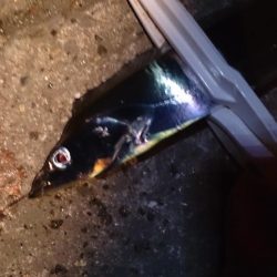 まずまず タチウオ