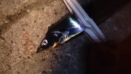 まずまず タチウオ