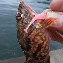 濁りか水温か腕か