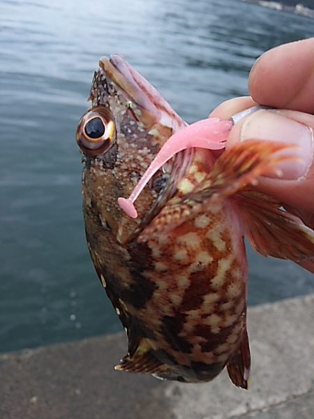 濁りか水温か腕か