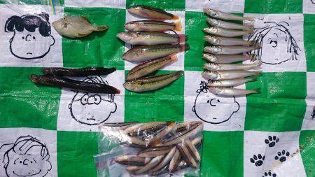 キスがボチボチ&ボラすくい