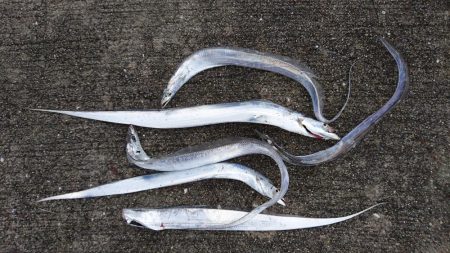 台風前のチャレンジ♪