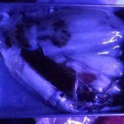 イカのちサゴシ