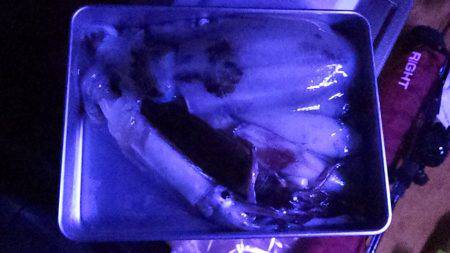 イカのちサゴシ