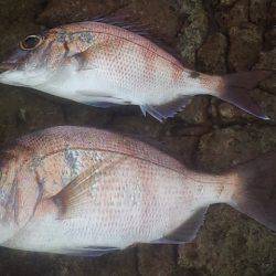 数は釣れど大きさが・・・