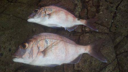 数は釣れど大きさが・・・