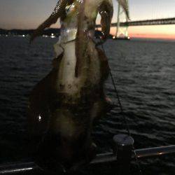 デカイカ求めて