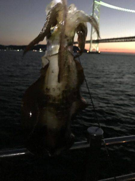 デカイカ求めて