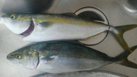 太刀魚&サビキ~ののませ!