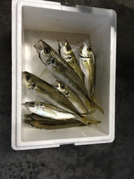 サビキ釣り
