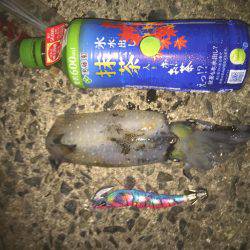 田ノ浦エギング