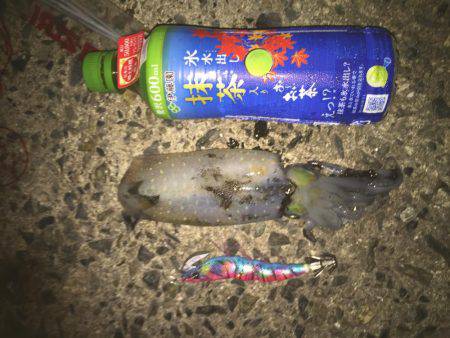 田ノ浦エギング