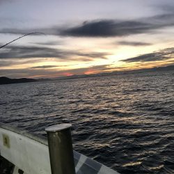 これだけのアジどう料理しよう