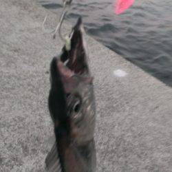 タチウオの季節