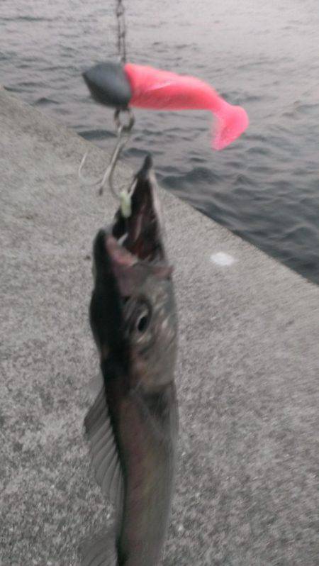 タチウオの季節