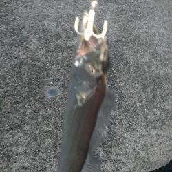 雨のちタチウオ