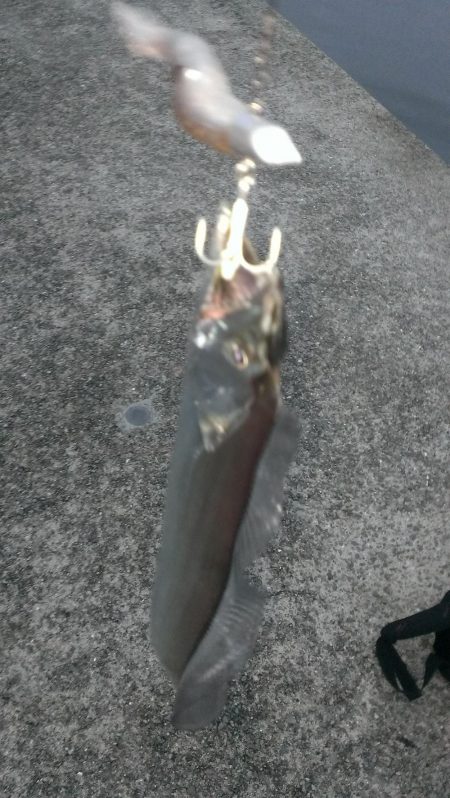 雨のちタチウオ