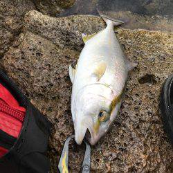 ヒラマサ狙いのはずが