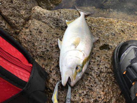 ヒラマサ狙いのはずが