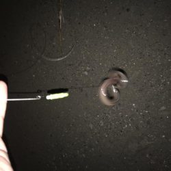 毎度、外道に癒やされる