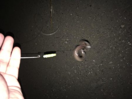 毎度、外道に癒やされる