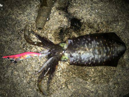 寒気、北風、寒い！