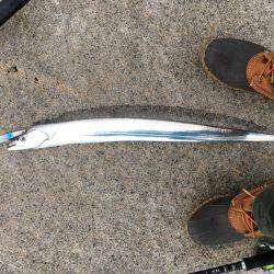 逃した魚は、、