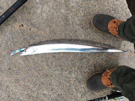 逃した魚は、、