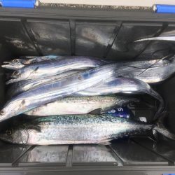 サゴシ タチウオ