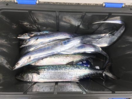 サゴシ タチウオ