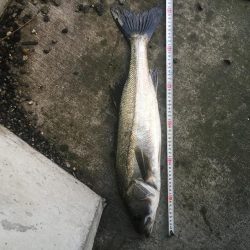 降雨後のシーバス