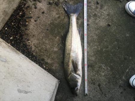 降雨後のシーバス