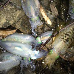 朝夕マズメロング釣行