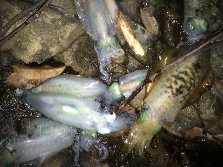 朝夕マズメロング釣行