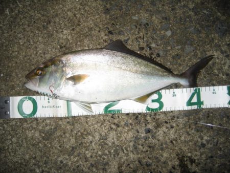 ひったくり青物！