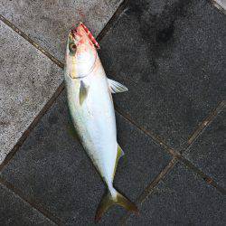 ショアジギング