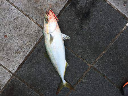 ショアジギング