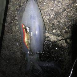 ケンサキ混じり