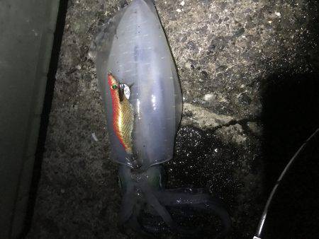 ケンサキ混じり