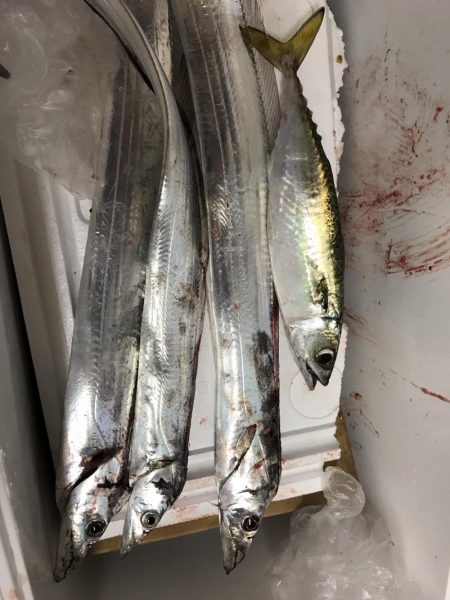 太刀魚ナウ(・ω・｀)