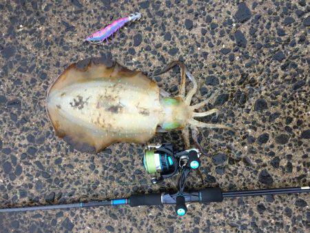 パタパタ最強説。