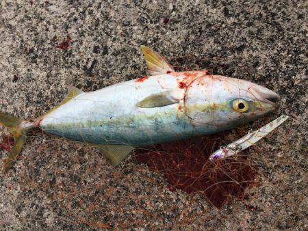 ツバスでしたー