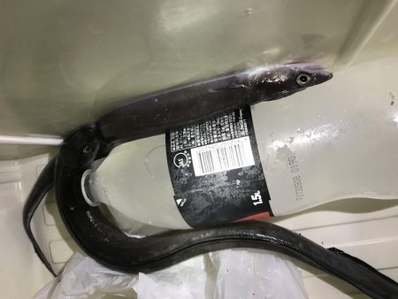 マアナゴ釣れたよ