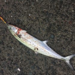 平戸は暴風で釣り出来ず…