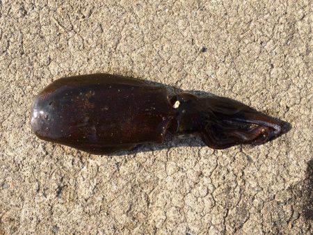 アジ泳がせ釣り